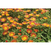 Delosperma Wheels of Wonder Orange Wonder 72