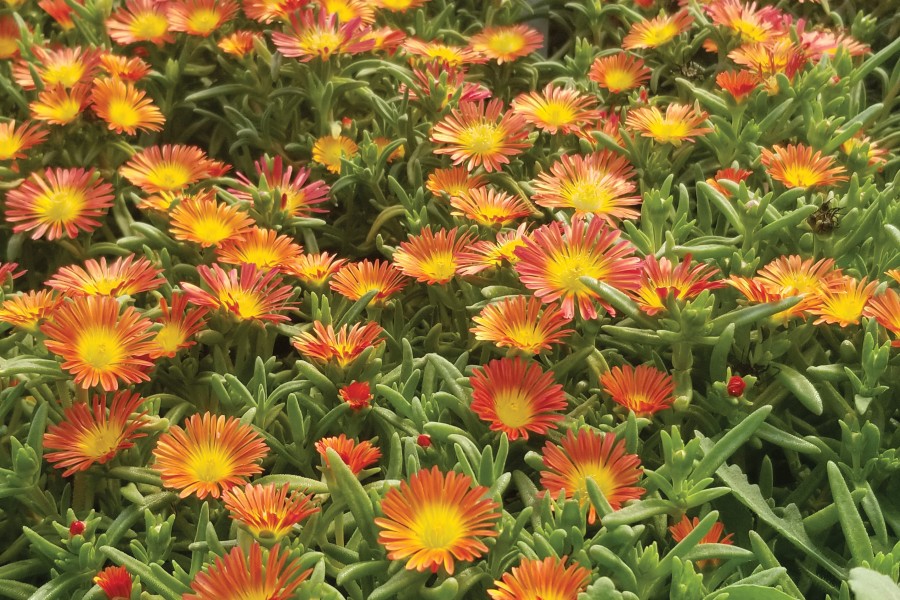 Delosperma Wheels of Wonder Orange Wonder 21