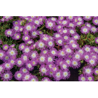 Delosperma Wheels of Wonder Violet Wonder 21