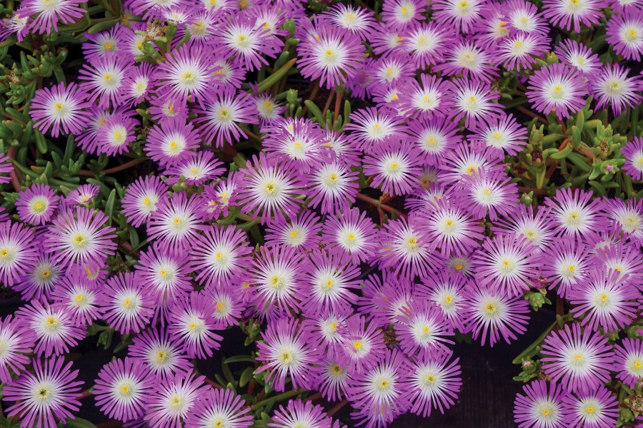 Delosperma Wheels of Wonder Violet Wonder 72