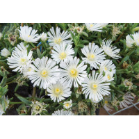 Delosperma Wheels of Wonder White Wonder 21