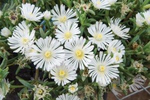 Delosperma Wheels of Wonder White Wonder 21