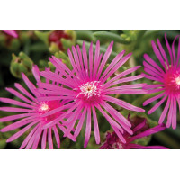 Delosperma cooperi 21