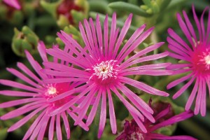 Delosperma cooperi 72