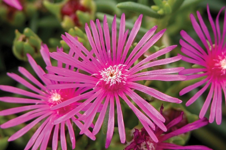 Delosperma cooperi 21