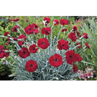 Dianthus American Pie Cherry Pie 72