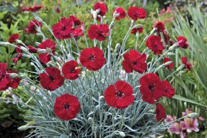 Dianthus American Pie Cherry Pie 21