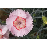 Dianthus American Pie Georgia Peach Pie 72