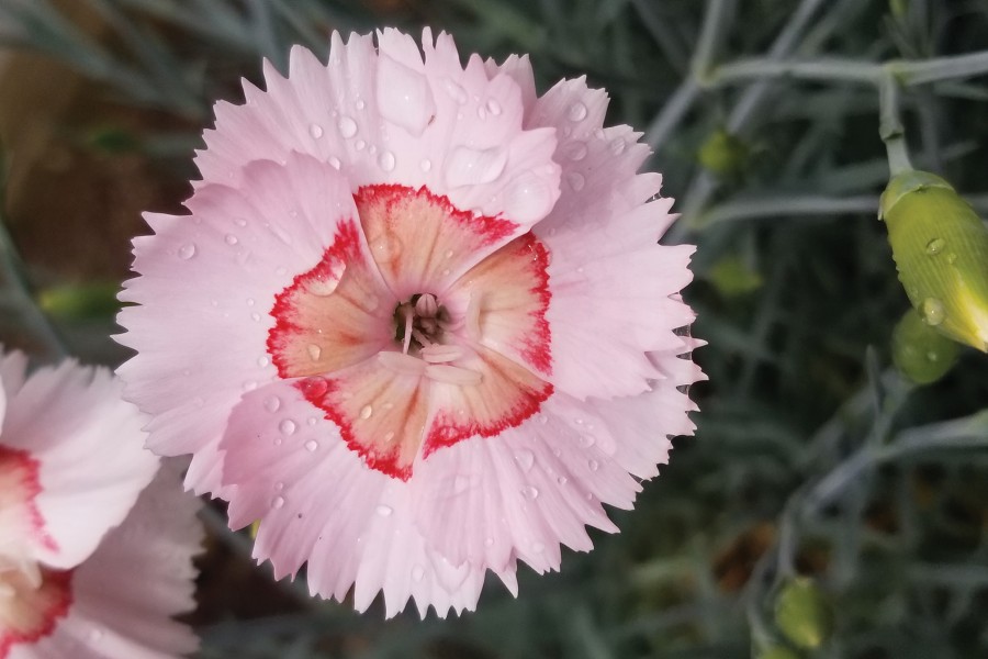 Dianthus American Pie Georgia Peach Pie 72