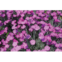 Dianthus Firewitch 72