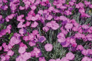 Dianthus Firewitch 21