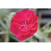 Dianthus Frosty Fire 21