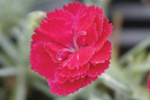 Dianthus Frosty Fire 21