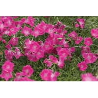 Dianthus Kahori 21