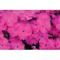 Dianthus Neon Star 72