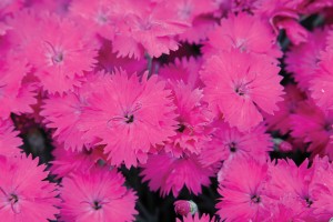 Dianthus Neon Star 21