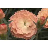 Dianthus SuperTrouper Orange 21