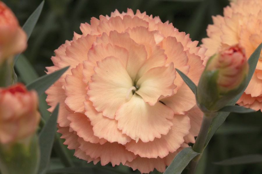 Dianthus SuperTrouper Orange 21