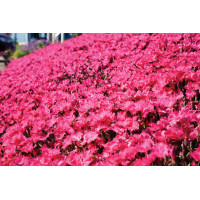 Dianthus Vivid Bright Light 72