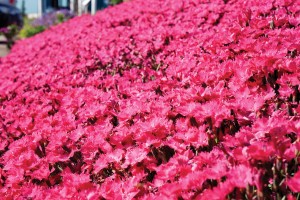 Dianthus Vivid Bright Light 21