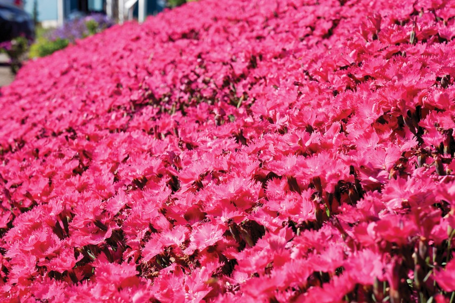 Dianthus Vivid Bright Light 72