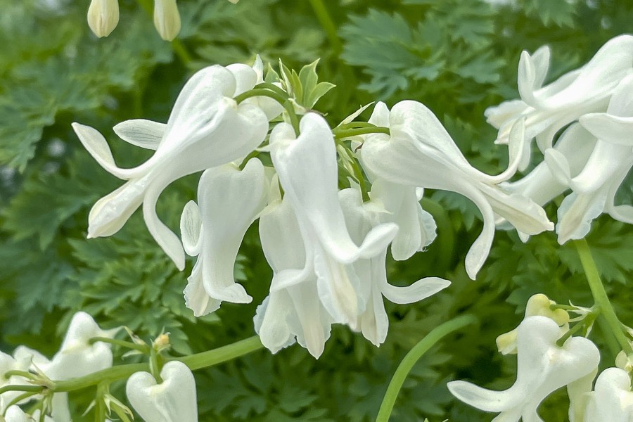 Dicentra Amore Titanium 72
