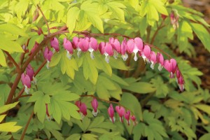 Dicentra