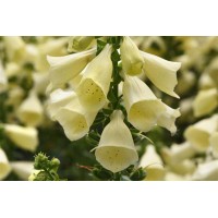 Digitalis Arctic Fox Lemon Cream 50