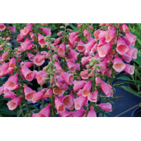 Digitalis Arctic Fox Rose 50