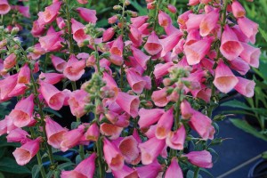 Digitalis Arctic Fox Rose 21