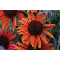 Echinacea Big Sky Sundown 72