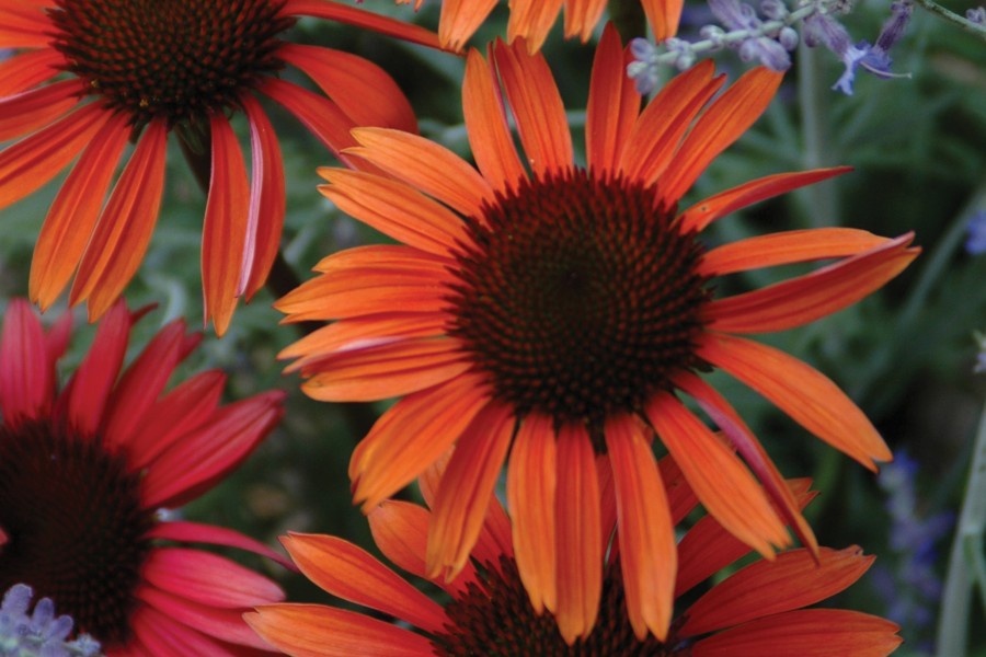 Echinacea Big Sky Sundown 72