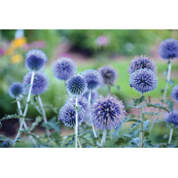 Echinops Blue Glow 21