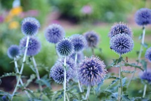 Echinops