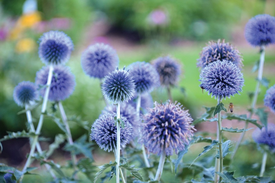 Echinops Blue Glow 21