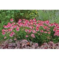 Echinacea Butterfly Kisses 21