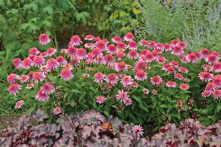 Echinacea Butterfly Kisses 72