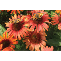 Echinacea Butterfly Orange Skipper 21