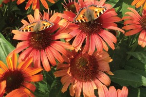 Echinacea Butterfly Orange Skipper 72