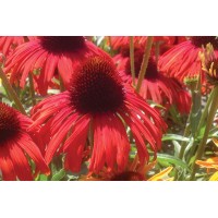 Echinacea Butterfly Postman 72