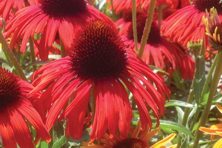 Echinacea Butterfly Postman 72