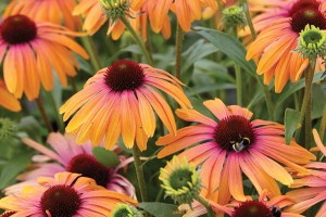 Echinacea Butterfly Rainbow Marcella 72