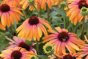 Echinacea Butterfly Rainbow Marcella 21