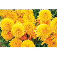 Echinacea CARA MIA™ Yellow 72