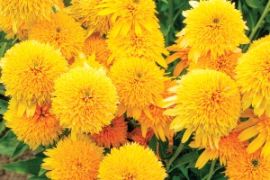 Echinacea CARA MIA™ Yellow 21