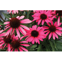 Echinacea Dark Shadows Wicked 21