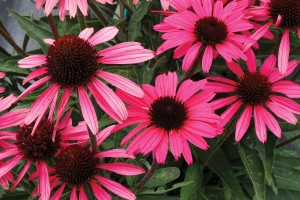 Echinacea Dark Shadows Wicked 21