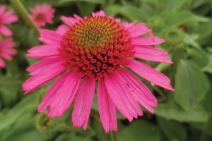 Echinacea Delicious Candy 21
