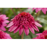 Echinacea Double Scoop Watermelon Deluxe 21