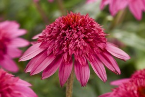 Echinacea Double Scoop Watermelon Deluxe 21